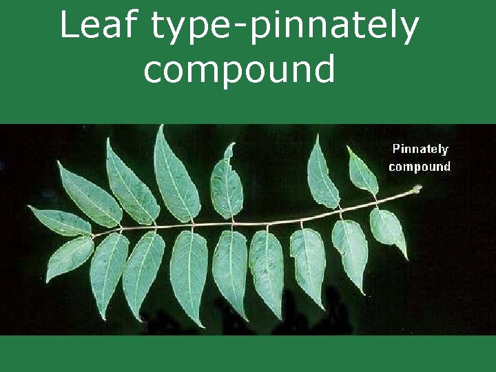 Leaf type-pinnately compound Leaf type-pinnately compound