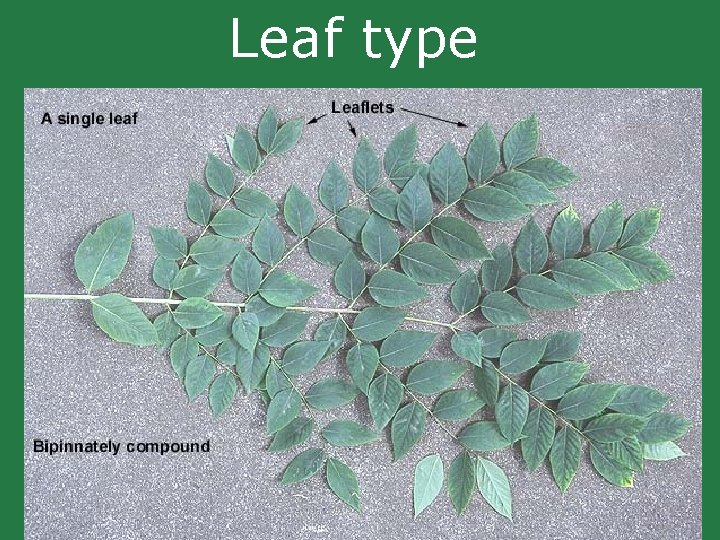 Leaf type Leaf type