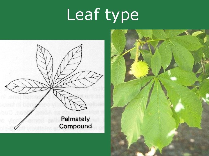 Leaf type Leaf type
