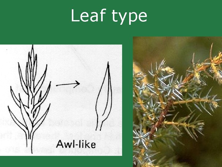Leaf type Leaf type