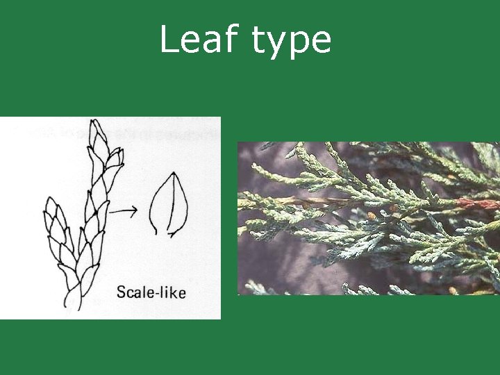 Leaf type Leaf type