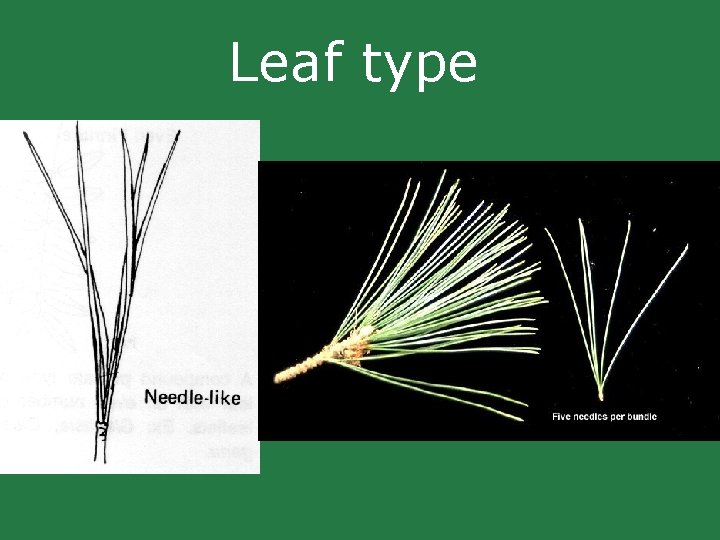 Leaf type Leaf type