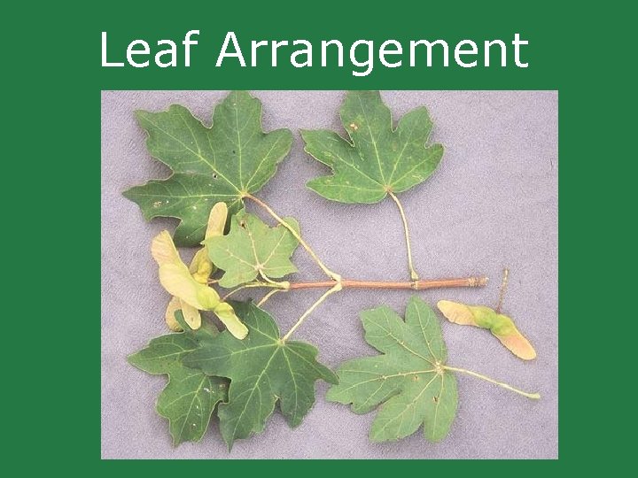 Leaf Arrangement Leaf Arrangement