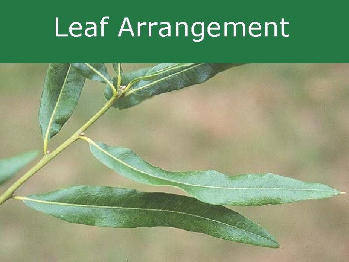 Leaf Arrangement Leaf Arrangement