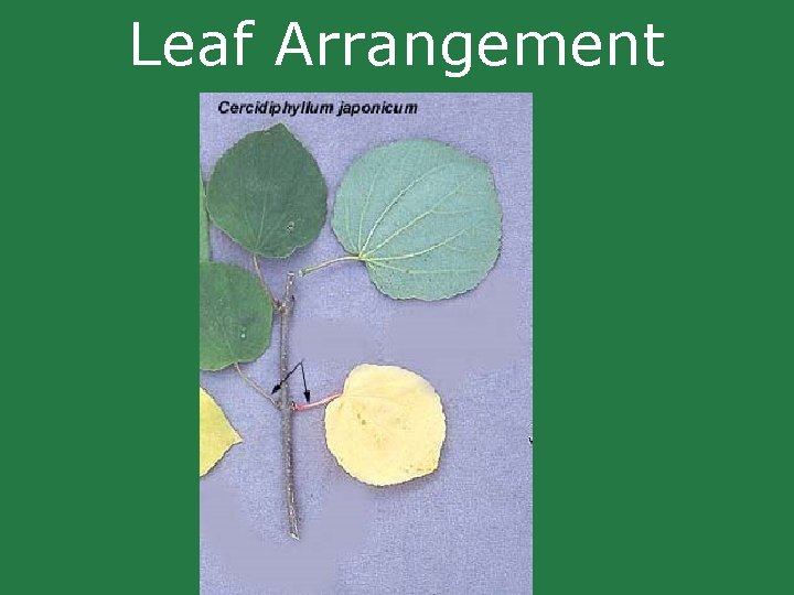 Leaf Arrangement Leaf Arrangement