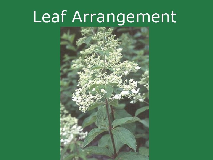 Leaf Arrangement Leaf Arrangement