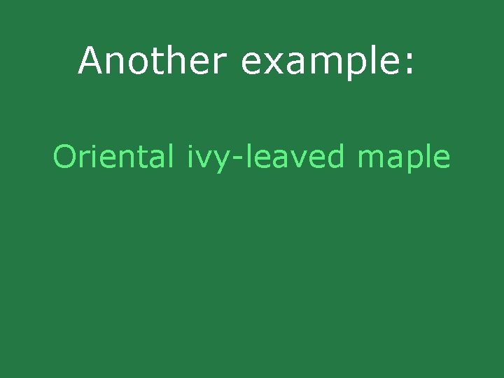 Another example: Oriental ivy-leaved maple Another example: Oriental ivy-leaved maple