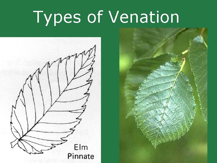 Types of Venation Types of Venation
