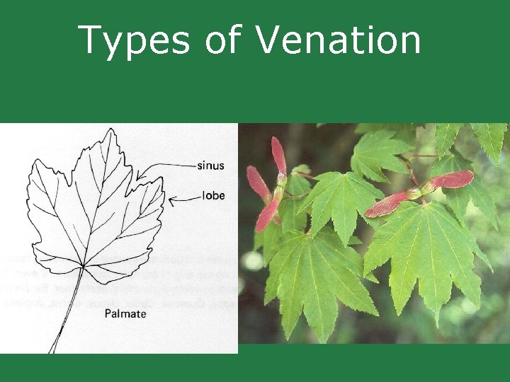 Types of Venation Types of Venation