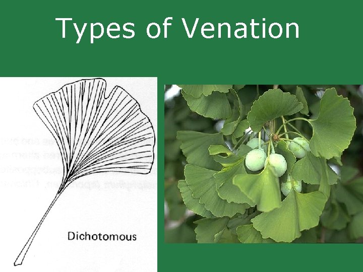 Types of Venation Types of Venation