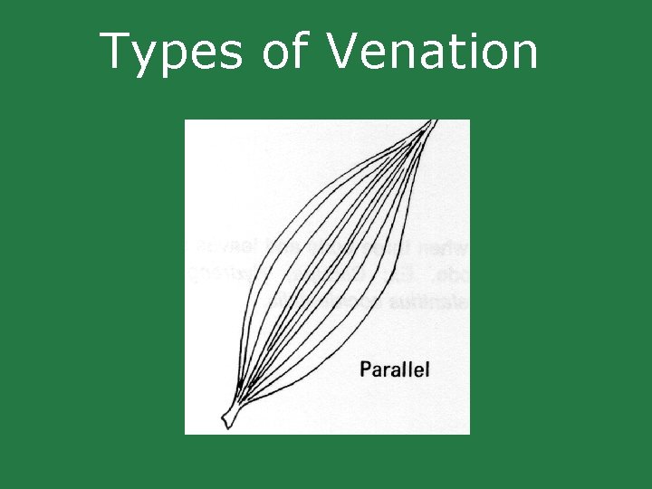 Types of Venation Types of Venation