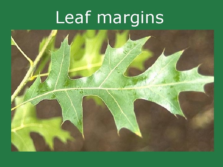 Leaf margins Leaf margins