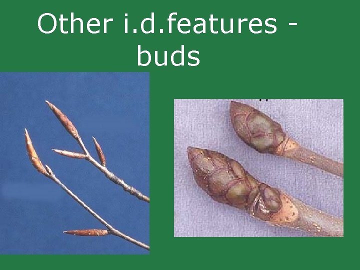 Other i. d. features buds Other i. d. features buds