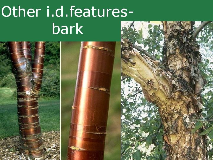 Other i. d. featuresbark Other i. d. featuresbark