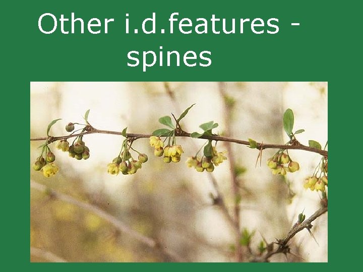 Other i. d. features spines Other i. d. features spines