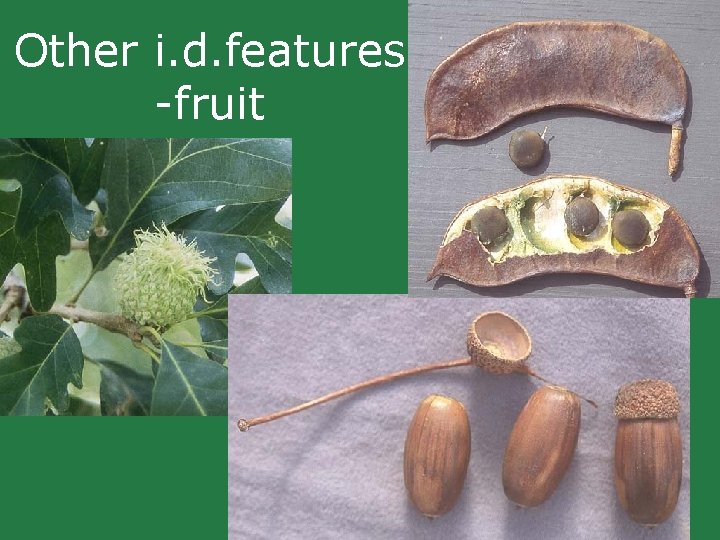 Other i. d. features -fruit Other i. d. features -fruit
