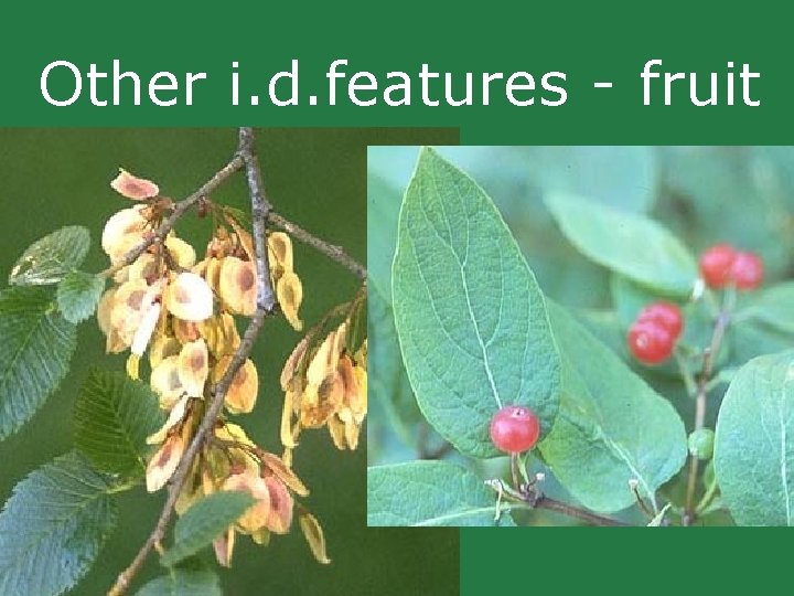 Other i. d. features - fruit Other i. d. features - fruit