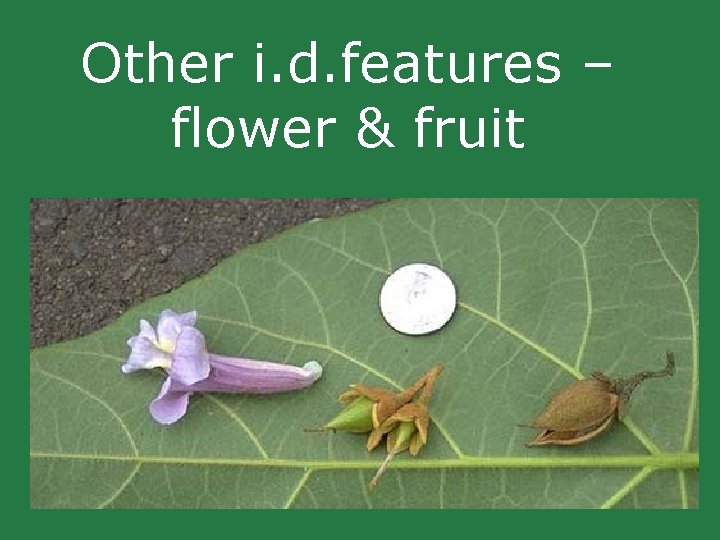 Other i. d. features – flower & fruit Other i. d. features – flower & fruit