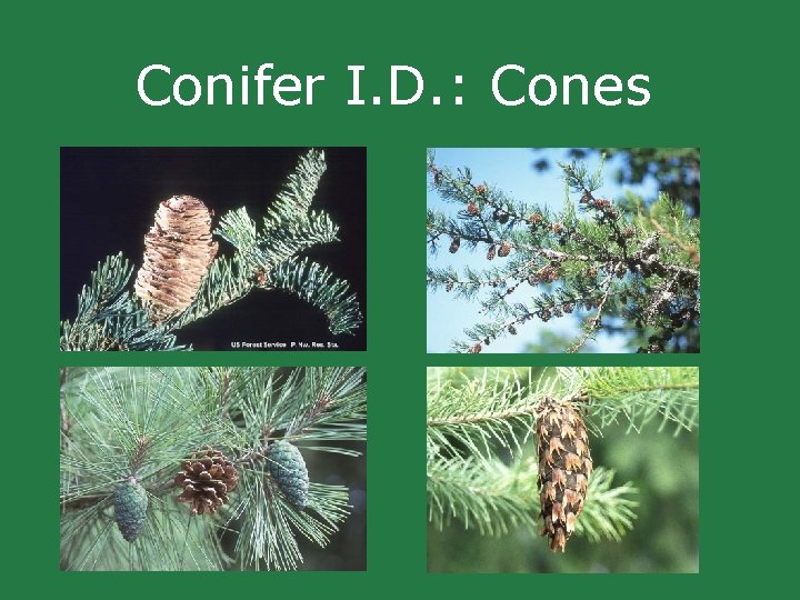 Conifer I. D. : Cones Conifer I. D. : Cones