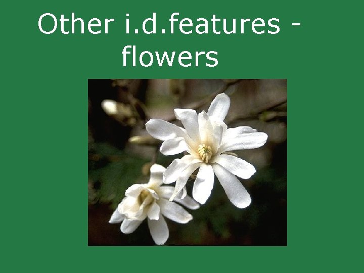 Other i. d. features flowers Other i. d. features flowers