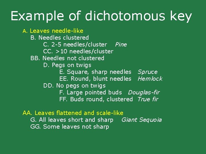 Example of dichotomous key A. Leaves needle-like B. Needles clustered C. 2 -5 needles/cluster Example of dichotomous key A. Leaves needle-like B. Needles clustered C. 2 -5 needles/cluster