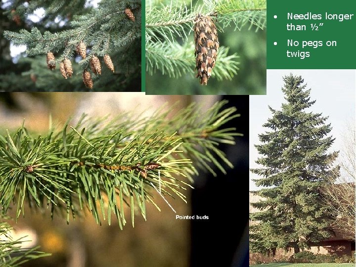 • Needles longer than ½” • No pegs on twigs • Needles longer than ½” • No pegs on twigs