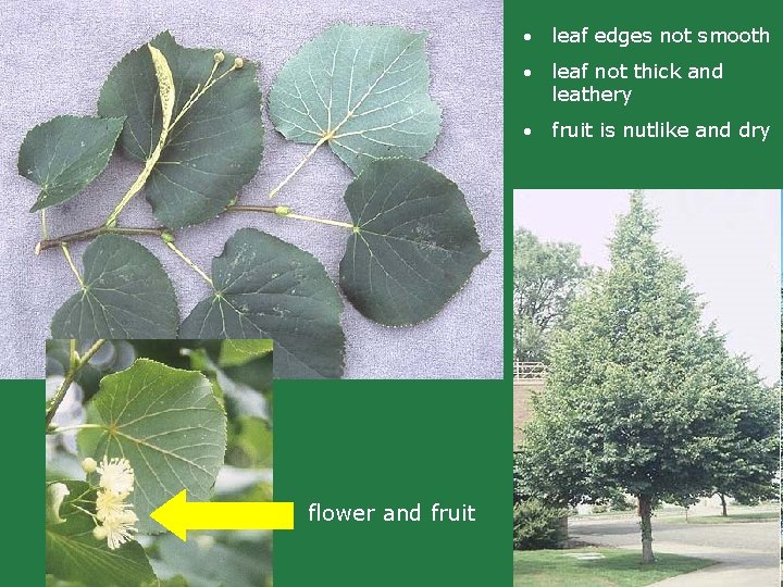 flower and fruit • leaf edges not smooth • leaf not thick and leathery flower and fruit • leaf edges not smooth • leaf not thick and leathery