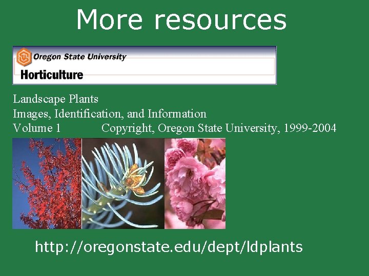 More resources Landscape Plants Images, Identification, and Information Volume 1 Copyright, Oregon State University, More resources Landscape Plants Images, Identification, and Information Volume 1 Copyright, Oregon State University,