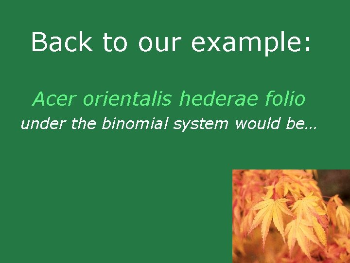 Back to our example: Acer orientalis hederae folio under the binomial system would be… Back to our example: Acer orientalis hederae folio under the binomial system would be…