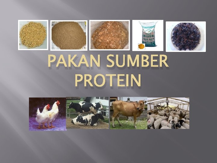 PAKAN SUMBER PROTEIN 