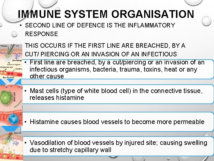 IMMUNE SYSTEM ORGANISATION • SECOND LINE OF DEFENCE IS THE INFLAMMATORY RESPONSE • THIS