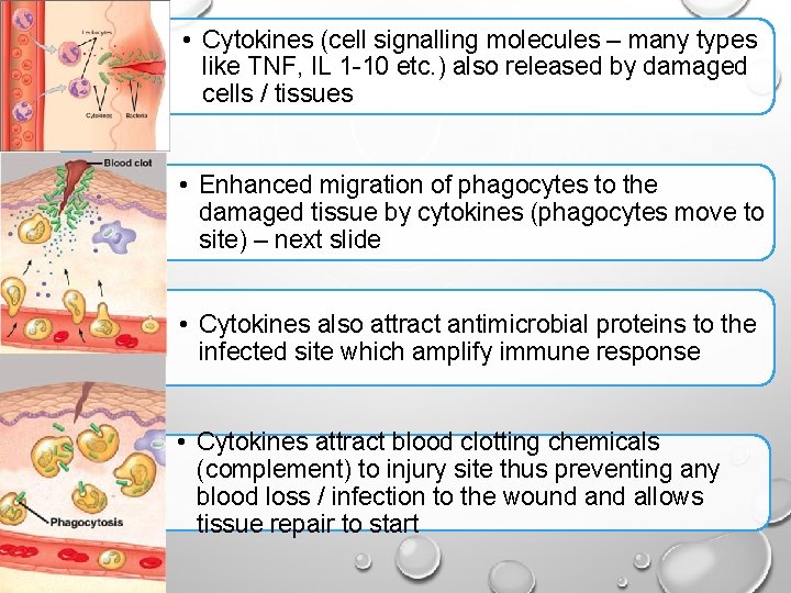  • Cytokines (cell signalling molecules – many types like TNF, IL 1 -10