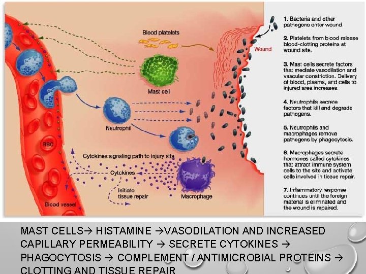 MAST CELLS HISTAMINE VASODILATION AND INCREASED CAPILLARY PERMEABILITY SECRETE CYTOKINES PHAGOCYTOSIS COMPLEMENT / ANTIMICROBIAL