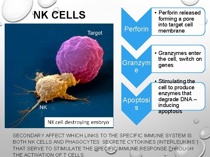 NK CELLS Perforin Granzym e Apoptosi s • Perforin released forming a pore into
