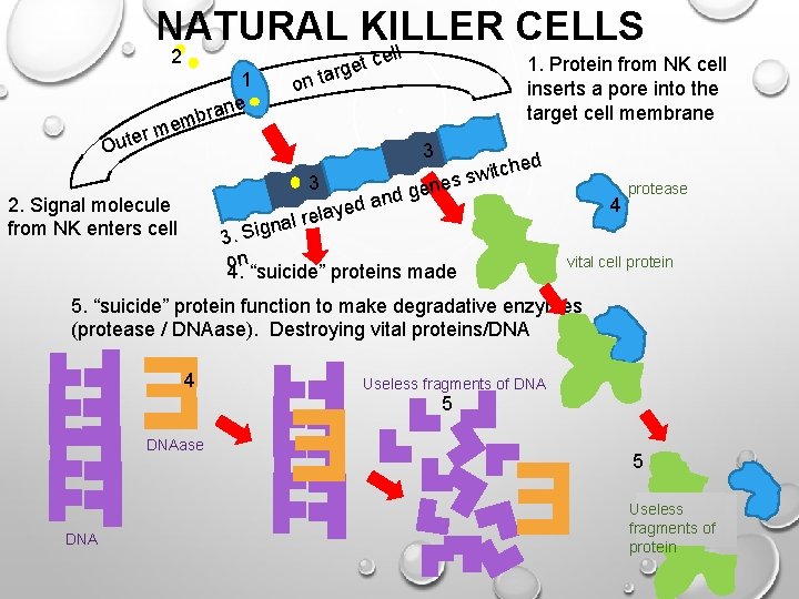 NATURAL KILLER CELLS ll 2 1 rane on et targ ce mb e m