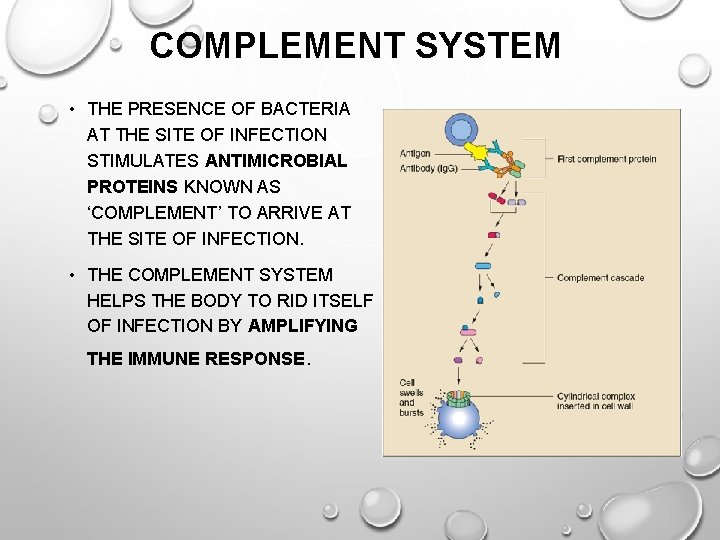 COMPLEMENT SYSTEM • THE PRESENCE OF BACTERIA AT THE SITE OF INFECTION STIMULATES ANTIMICROBIAL