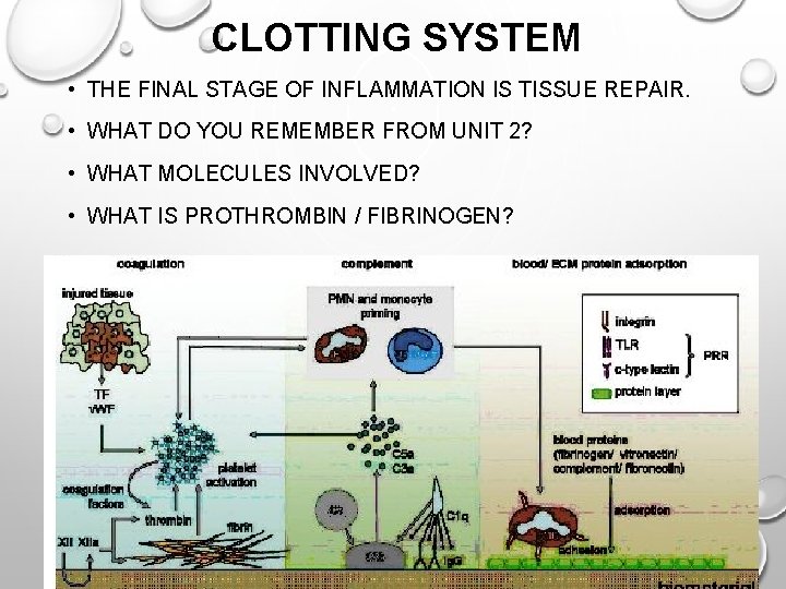 CLOTTING SYSTEM • THE FINAL STAGE OF INFLAMMATION IS TISSUE REPAIR. • WHAT DO
