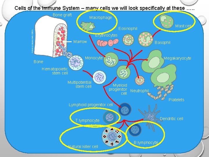 Cells of the Immune System – many cells we will look specifically at these