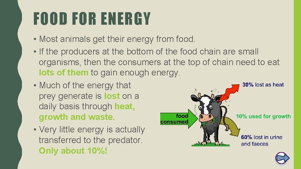 FOOD FOR ENERGY • Most animals get their energy from food. • If the