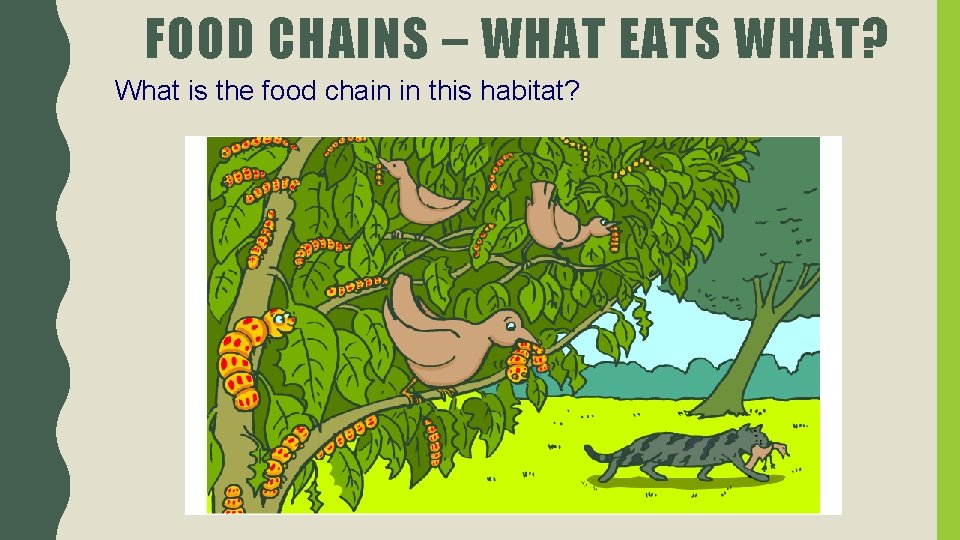 FOOD CHAINS – WHAT EATS WHAT? What is the food chain in this habitat?