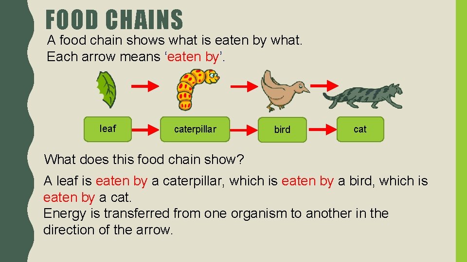 FOOD CHAINS A food chain shows what is eaten by what. Each arrow means