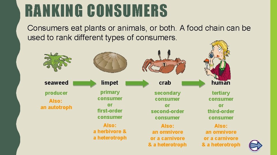RANKING CONSUMERS Consumers eat plants or animals, or both. A food chain can be