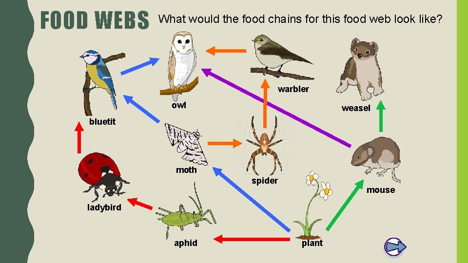FOOD WEBS What would the food chains for this food web look like? warbler