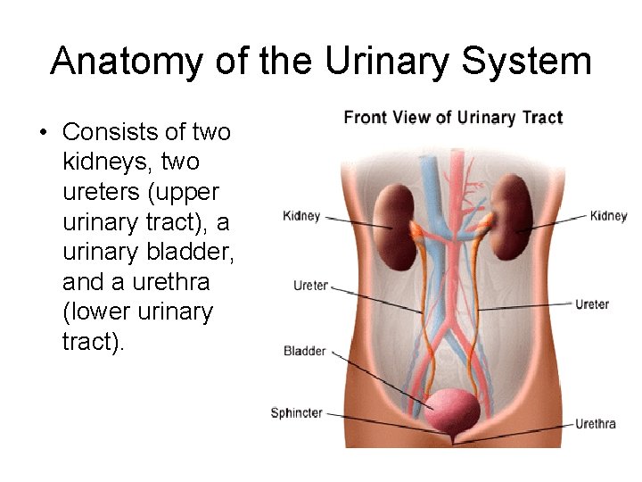 Anatomy of the Urinary System • Consists of two kidneys, two ureters (upper urinary