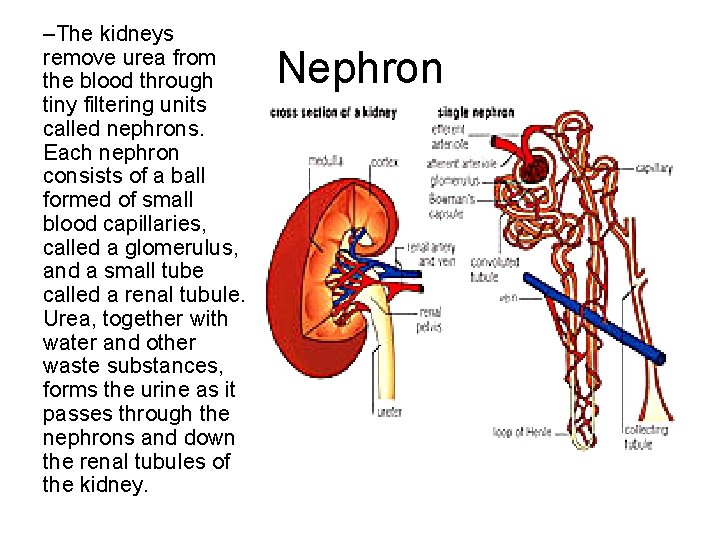 –The kidneys remove urea from the blood through tiny filtering units called nephrons. Each