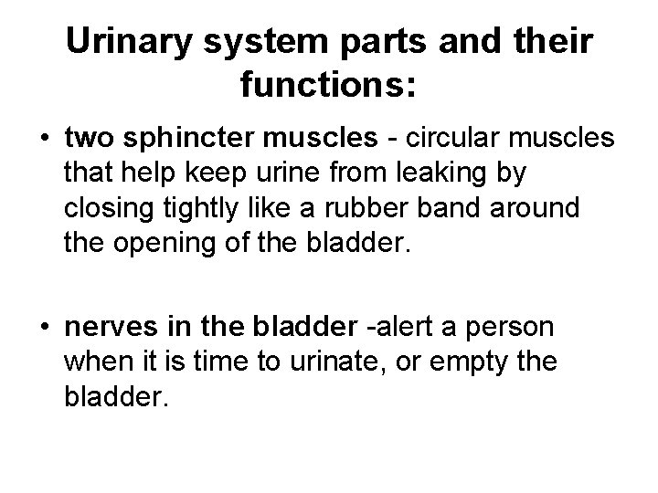 Urinary system parts and their functions: • two sphincter muscles - circular muscles that