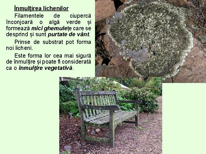 Înmulțirea lichenilor Filamentele de ciupercă înconjoară o algă verde și formează mici ghemulețe care
