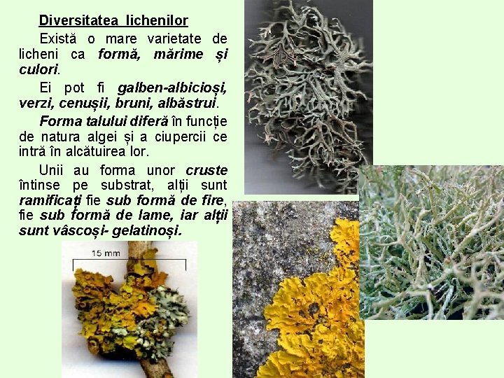 Diversitatea lichenilor Există o mare varietate de licheni ca formă, mărime și culori. Ei