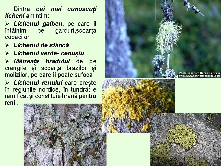 Dintre cei mai cunoscuți licheni amintim: Ø Lichenul galben, pe care îl întâlnim pe