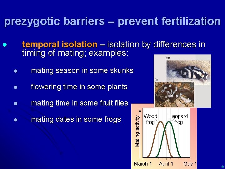 prezygotic barriers – prevent fertilization temporal isolation – isolation by differences in timing of